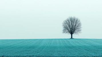 Solitary tree in field monochrome landscape photo