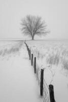 Monochrome winter landscape with poplar tree and fence line photo