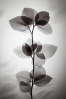 Eucalyptus branch monochrome art photo