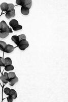 Monochrome Eucalyptus Branch Border Artistic Composition photo