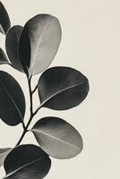Minimalistic Image of Polyanthemos Eucalyptus Branch with Round Leaves in Detail photo