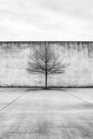 Single Leafless Tree in Urban Setting Black and White Stark Image photo