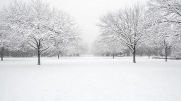 Snow Covered Trees in Winter Park Landscape photo