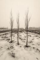 Winter Landscape with Sparse Trees and Frosted Ground photo