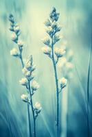 Delicate lupine or delphinium flowers in soft blue tones photo