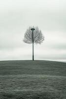 Solitary bare tree stands on a frosted grassy hill under overcast sky photo