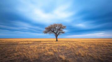 A Solitary Tree Standing Tall in a Vast Open Field photo
