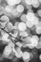 Delicate Petals Dance in Soft Light photo