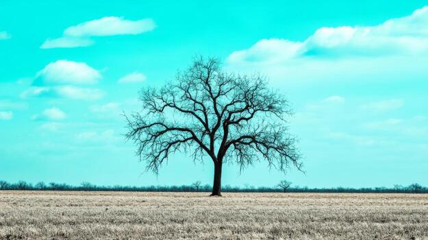 Lonely Tree Stands in Open Field photo