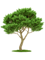 A Lush Green Tree with a Twisted Trunk and a Small Patch of Grass png