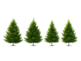 Four green evergreen trees with symmetrical triangular shapes are presented png