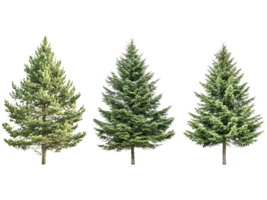 Three coniferous evergreen trees with needles and visible trunks stand tall png