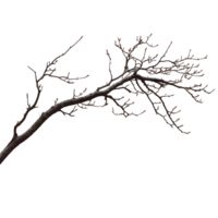 A Bare Tree Branch Displaying Numerous Small Twigs Against Dark Background png