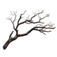 A single old and weathered tree branch against a plain backdrop png
