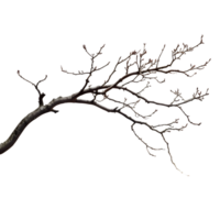 A bare tree branch showing multiple twigs and small buds against black png