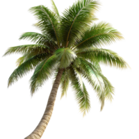 Tall green palm tree sting strong lush leaves tropical vibes png