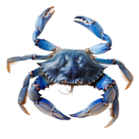 Vibrant Blue Crab Closeup Ocean Creature Seafood Delicacy, png