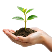 A Delicate Hand Gently Holding a Young Sprout Emerging from Dark Soil Against a Black Background png