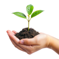 A small green plant seedling gently held in a nurturing hand symbolizing growth, nature, and environmental protection png
