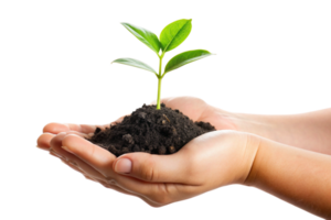 A small green plant seedling gently held in cupped hands full of dark soil against a black background png