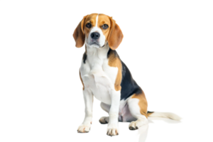 Adorable Beagle Dog Sitting Pretty on a White Background, a Classic Breed Portrait png