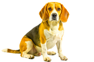 Adorable Beagle Puppy Sitting Against Black Background A Stunning Pet Portrait png