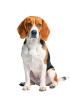 Adorable Beagle Dog Sitting Posing for a Photo Against a Black Background png