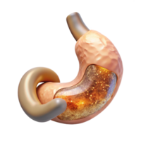 serene rustic Stomach Digestive System Transparent for Healthcare Graphics high quality png