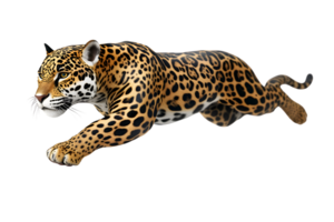 Dynamic Leap of a Spotted Cat in Motion png