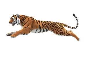 A majestic big cat in midstride showcasing its powerful build and striking stripes for wildli png