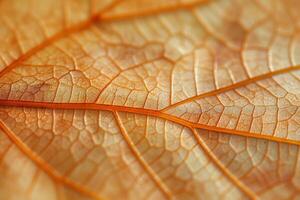 Close-up of a vibrant autumn leaf showcasing intricate veins and warm orange tones. photo