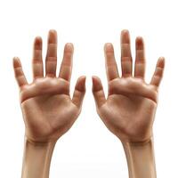 A pair of detailed, open hands displaying a lifelike appearance against a clean white background. photo