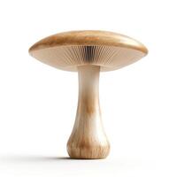 Beautiful brown mushroom showcasing a smooth cap and delicate gills against a clean white background. photo