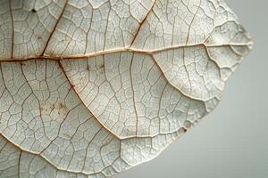 A close-up of a delicate dried leaf showcasing intricate vein patterns and a soft, muted background. photo