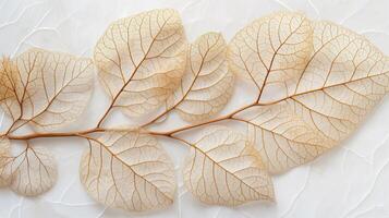 Delicate, translucent leaves arranged elegantly on a light background, showcasing intricate vein patterns. photo