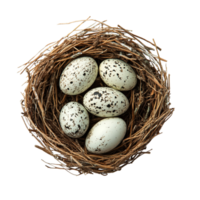 Speckled Eggs in a Nest on Transparent Background png