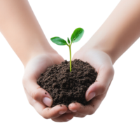 Hands Holding Seedling in Soil png