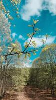 A tree branch with leaves on it in the middle of a forest photo