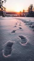 Footprints in the snow at sunset photo