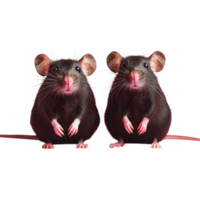 two black mice standing in front of a transparent background png