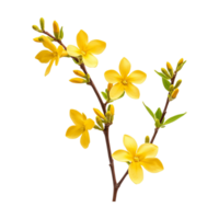 a beautiful yellow flowers on a branch with leaves png