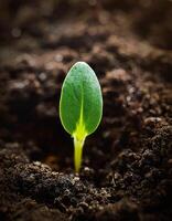 New Seedling Breaks Through Soil Surface in Garden During Springtime Growth photo