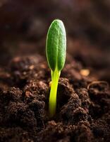 New Plant Sprout Emerging From Rich Soil in a Garden Setting During Daylight photo