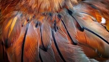 Colorful Feathers of a Bird Show Intricate Patterns and Textures in Close-Up View Under Natural Light photo