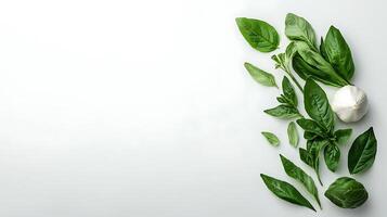 Fresh basil leaves and garlic on white background photo