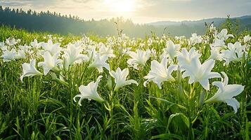White lilies in a field at sunset photo