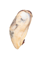 One cooked green mussels meat in vertical isolated with clipping path in file format png