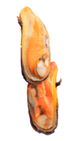 Two cooked green mussels in red meat in pile isolated with clipping path in file format png