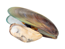Two cooked or steamed green mussels with green mussels meat in stack isolated with clipping path in file format png