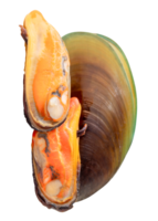 Cooked green mussels in meat and shell in pile isolated with clipping path in file format png